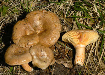 Blaumilchkiefernreizker (Lactarius quieticolor ) - © Heinz Prelicz